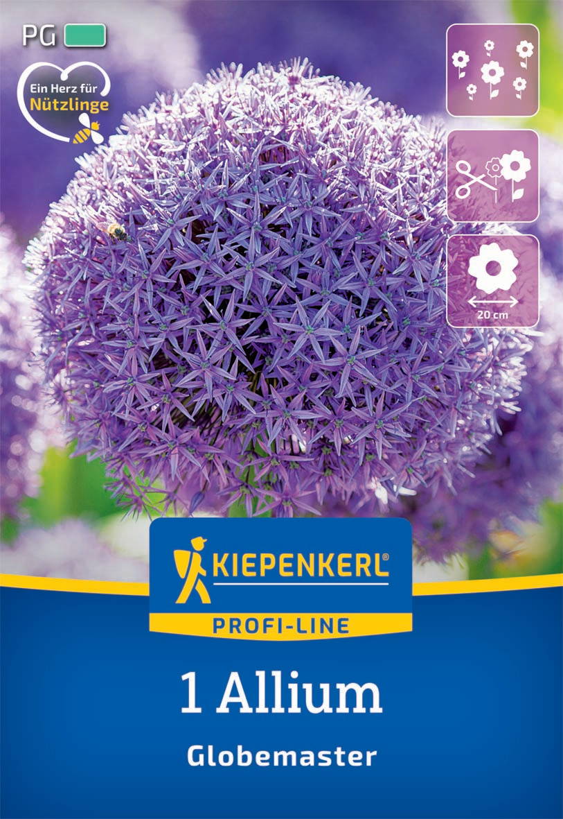 Violette Allium-Blüte mit kleinen Sternen, im Hintergrund unscharfe Pflanzen.