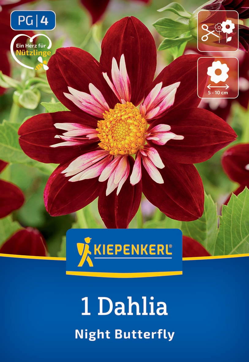 Rote Dahlie mit weißen und pinken Streifen in der Mitte, gelber Blütenkopf, grüne Blätter im Hintergrund.