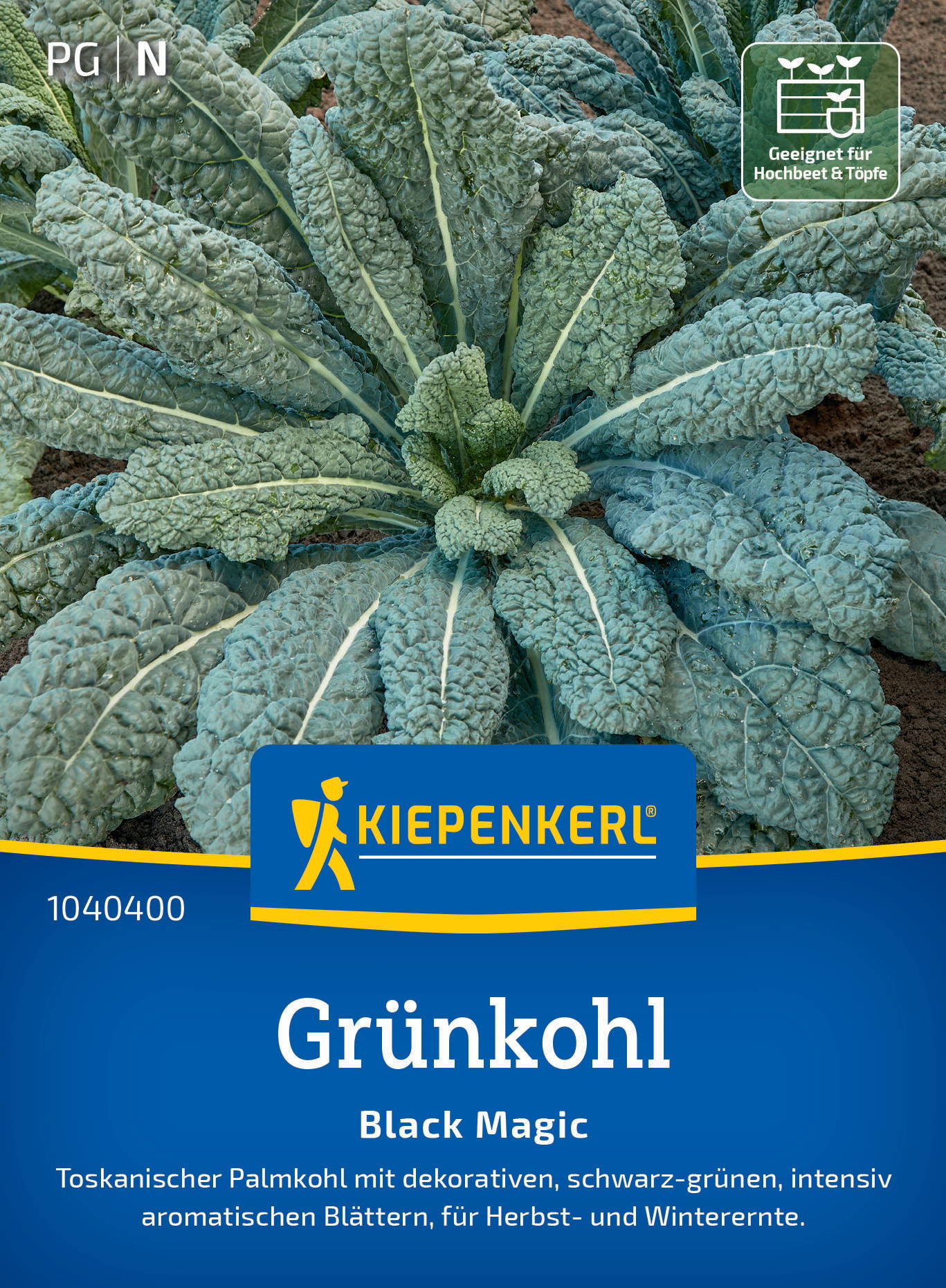 Grünkohl mit großen, gewellten, bläulich-grünen Blättern auf dunkler Erde.