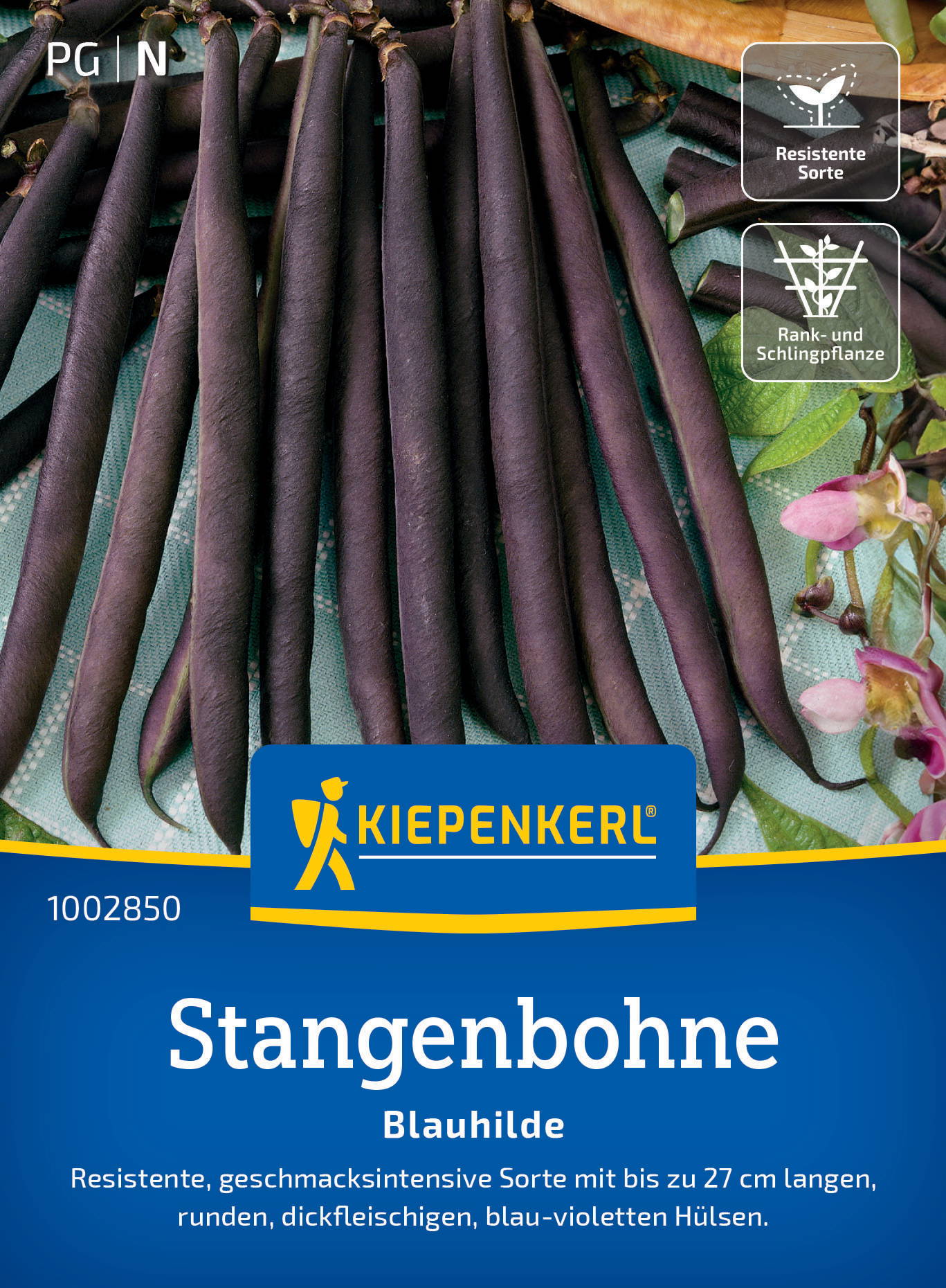 Lange, dunkelviolette Stangenbohnen mit blaugvioletten Hülsen, auf grünem Stoff.