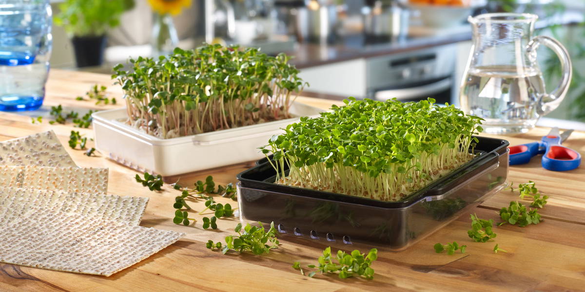 Zwei Anzuchtkästen mit Microgreens auf Holztisch. Eine Küche ist im Hintergrund zu sehen