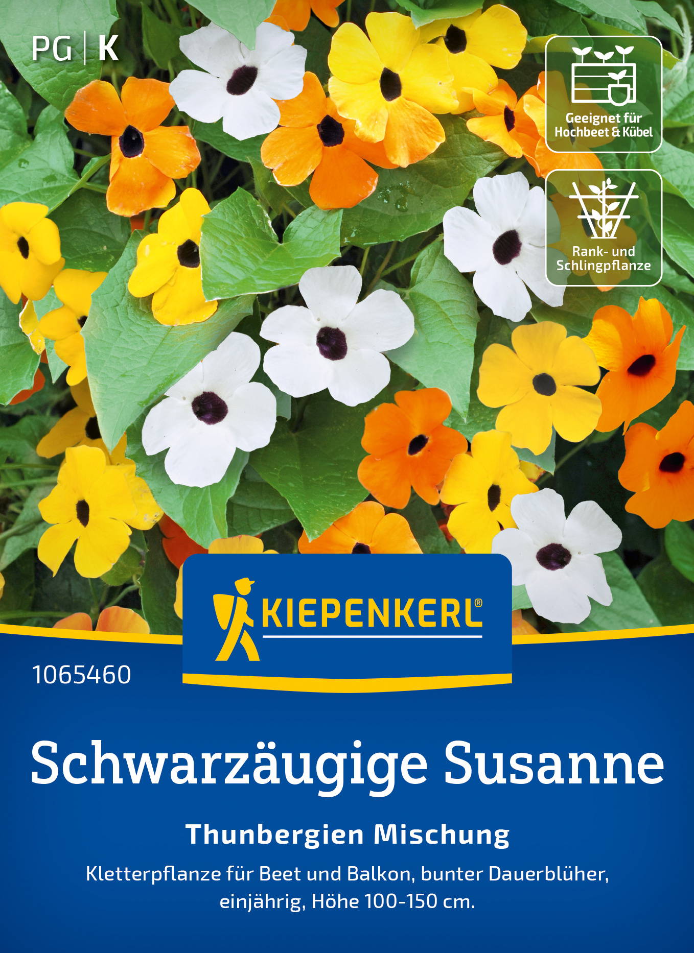 Verschiedene weiße, gelbe und orange Blüten der Schwarzen Zwergmargerite auf grünen Blättern.
