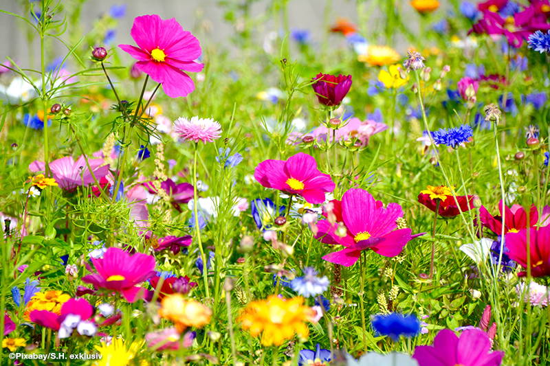 Bunte Wildblumen im bunten Blumenfeld, viele pinke, blaue, gelbe und rote Blumen.