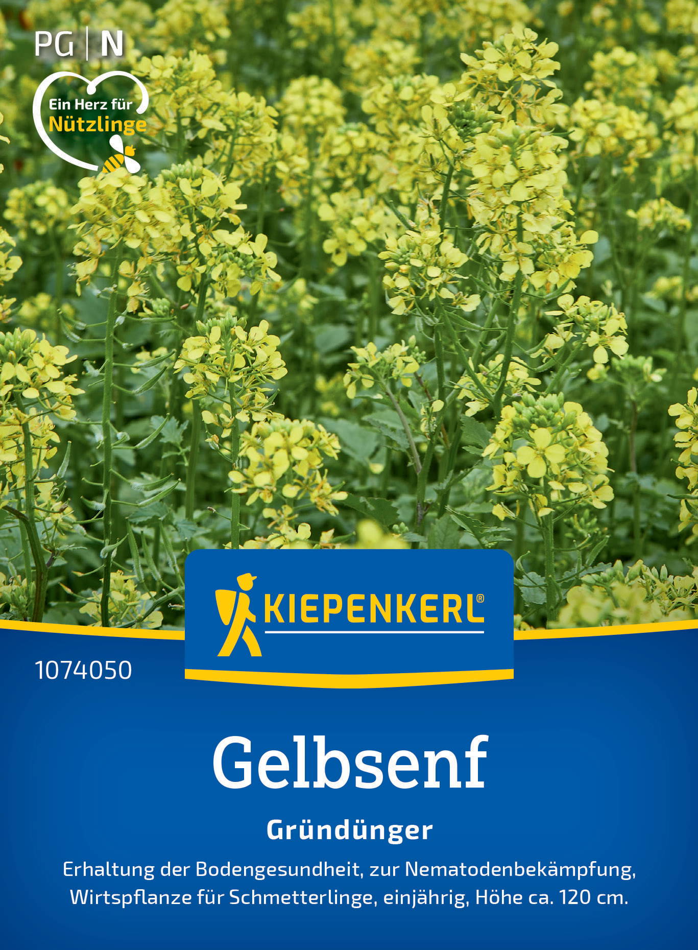 Gelbe Senfblüten auf grünen Pflanzen mit blattartigen Stängeln, Hintergrund unscharf.
