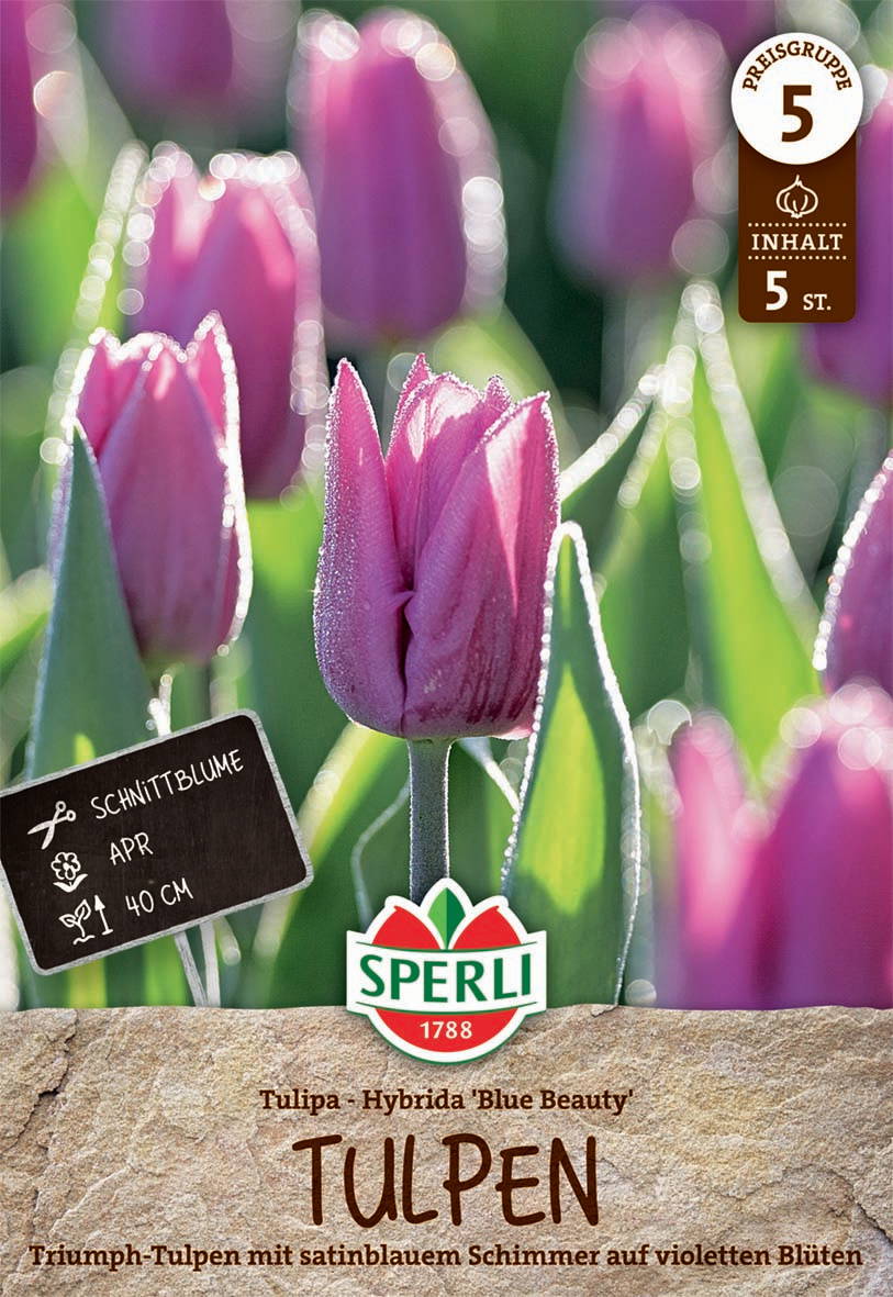 Pinkfarbene Tulpen mit Frost auf Blüten, im Hintergrund weitere Tulpen, sonnige Gartenaufnahme.