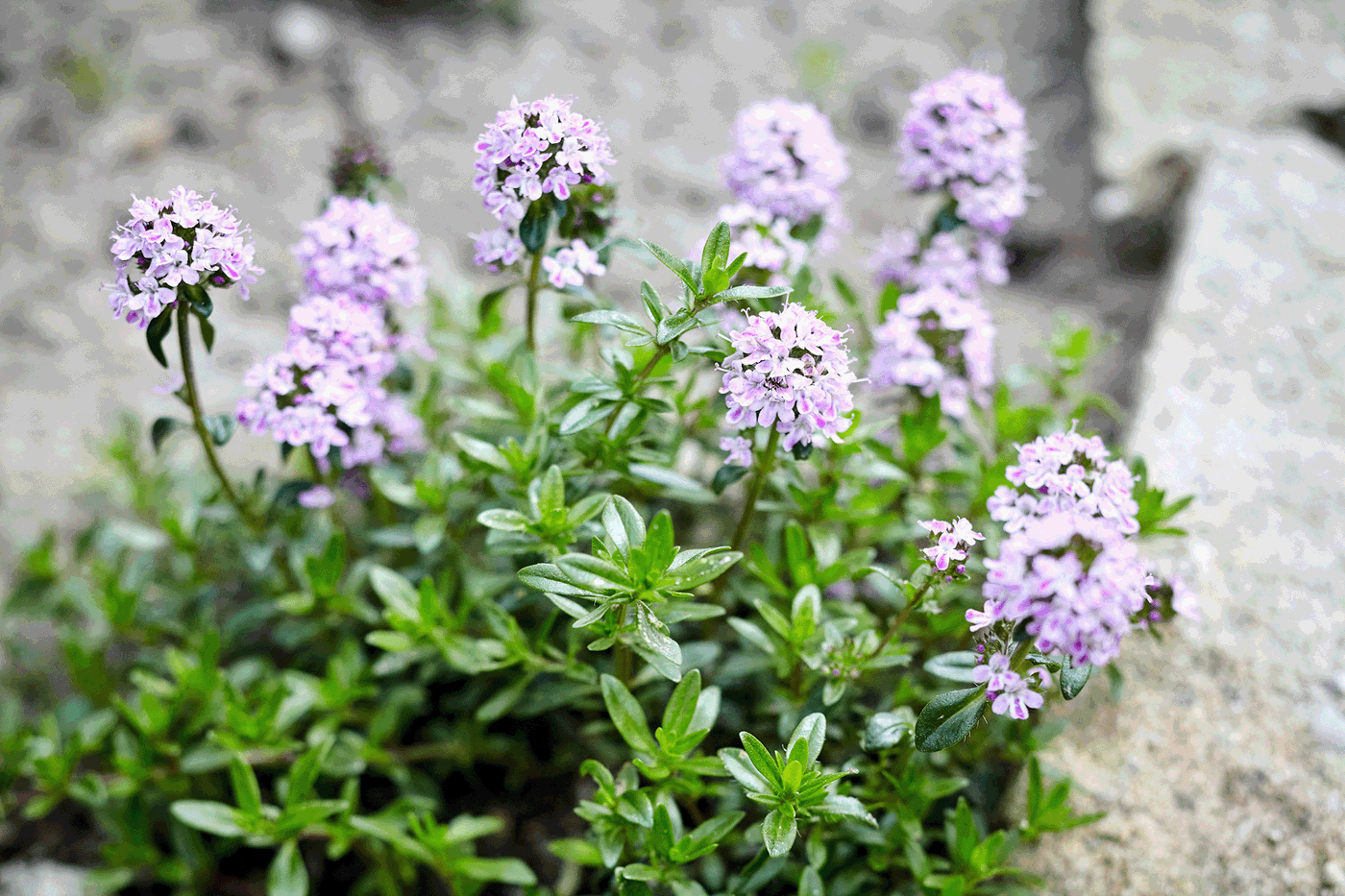 Thymian: Anbau, Pflege, Ernte, Keimdauer & Sorten