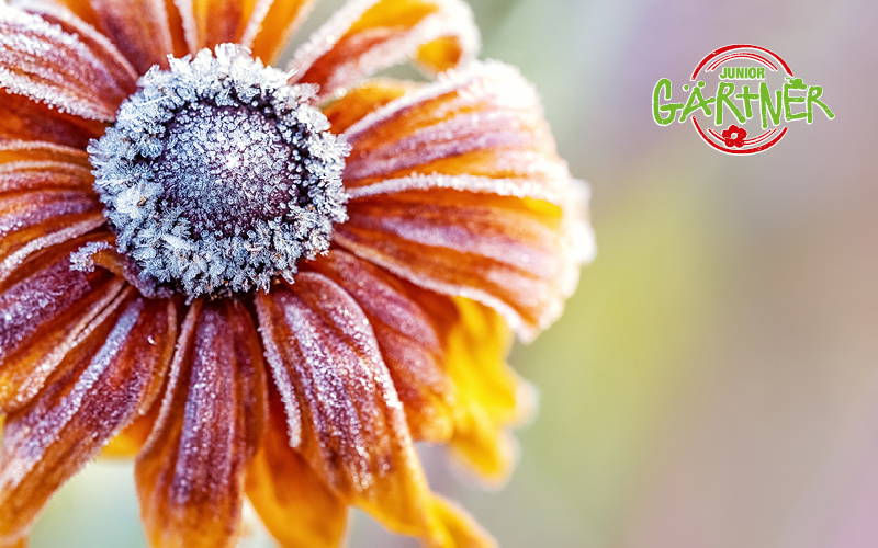 Nahaufnahme einer mit Raureif bedeckten Blüte mit orangen und roten Blütenblättern