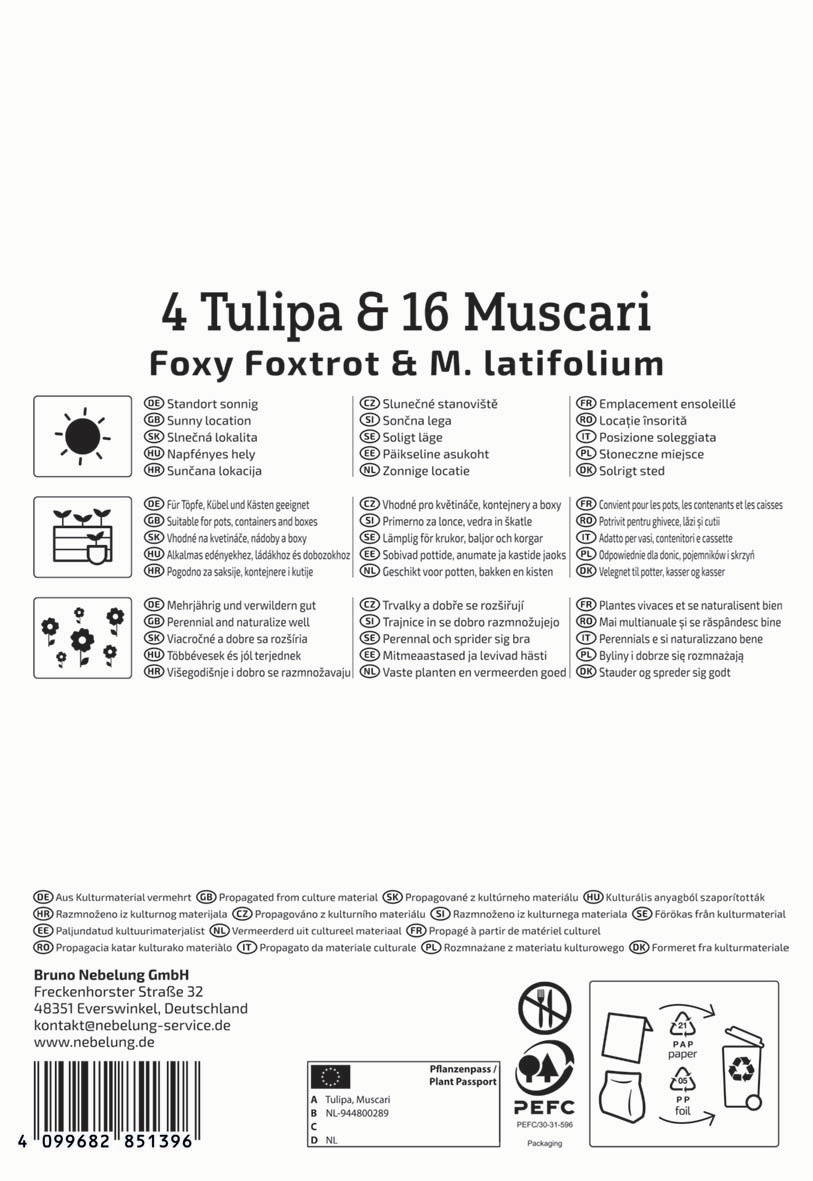 Text auf dem Bild: Pflanzanleitung für Tulpen und Muscari, Symbole für Standort Sonne, geeignete Behälter, Pflegehinweise.