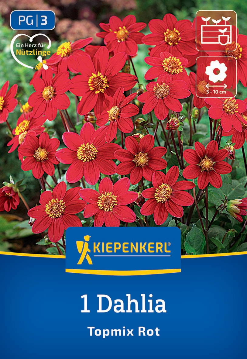 Rote Dahlienblüten mit gelben Staubblättern auf grünem Hintergrund, mit Anzuchtinformationen und Markenlogo.