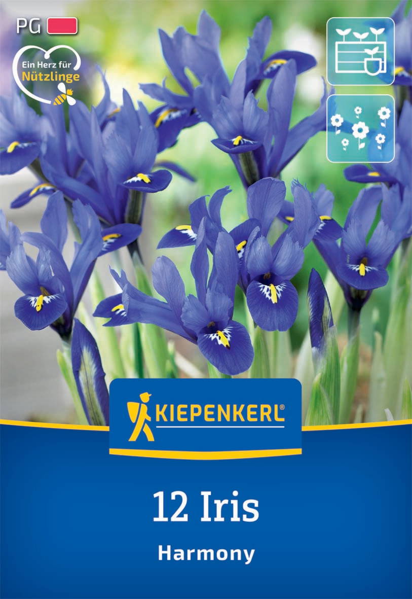 Blaue Irisblumen mit gelben und weißen Mustern, grüne Blätter, Hintergrund unscharf.