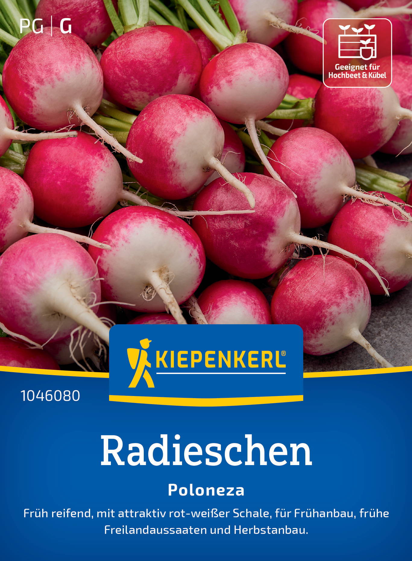 Radieschensamen Poloneza