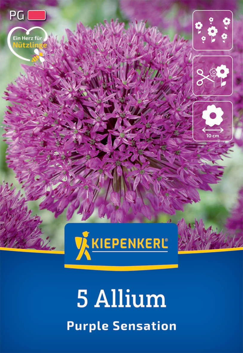 Bunte Allium-Blüte mit pinken Blüten, Aufdruck mit Markenname Kiepenkerl, 5 Allium Purple Sensation, Symbole für Pflege und Anzucht.