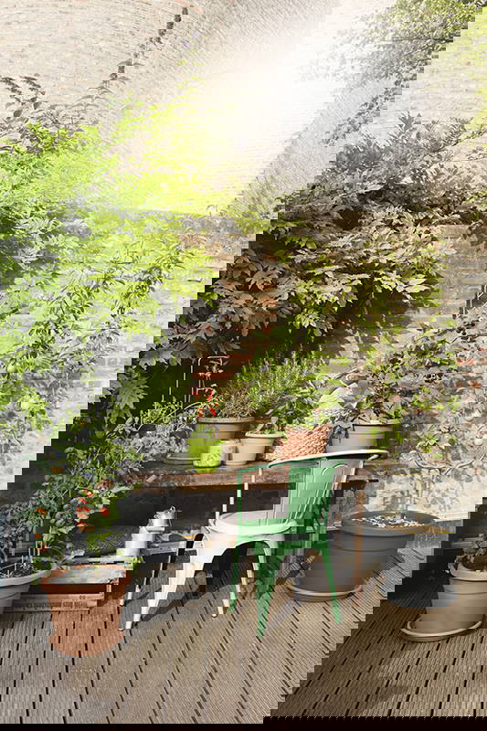 Gemüsepflanzen und Stauden in Töpfen auf Holzterrasse vor einer Ziegelmauer im Sonnenlicht