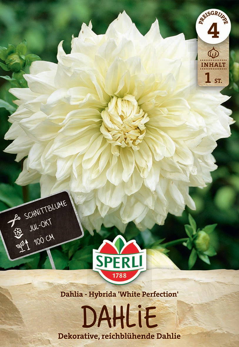 Große weiße Dahlie blüht vollständig mit grünen Blättern im Hintergrund.