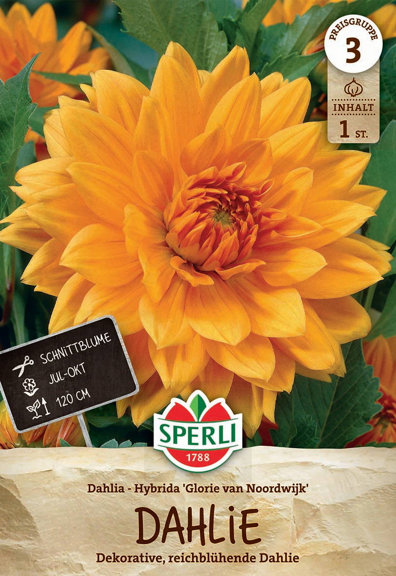 Große orange Dahlienblüte mit grünen Blättern im Hintergrund.