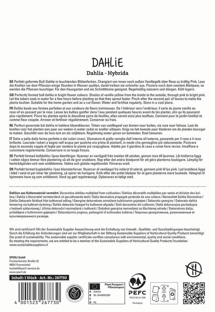 Texte auf einer Packungsbeilage mit Beschreibung einer Dahlie in mehreren Sprachen, ohne Bildinhalte.