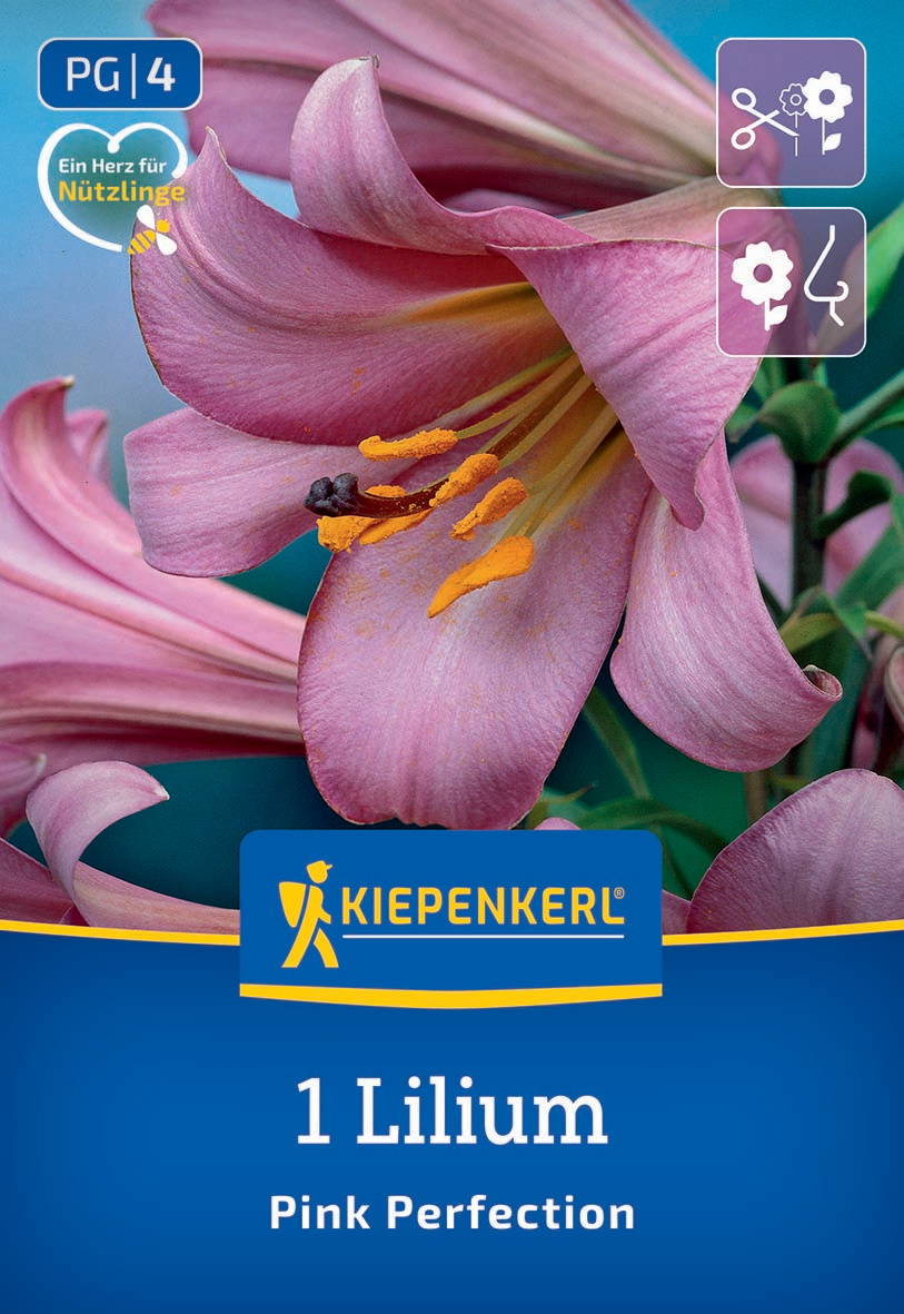 Nahaufnahme einer pinken Lilienblüte mit Staubblättern und Griffel vor türkisfarbenem Hintergrund.