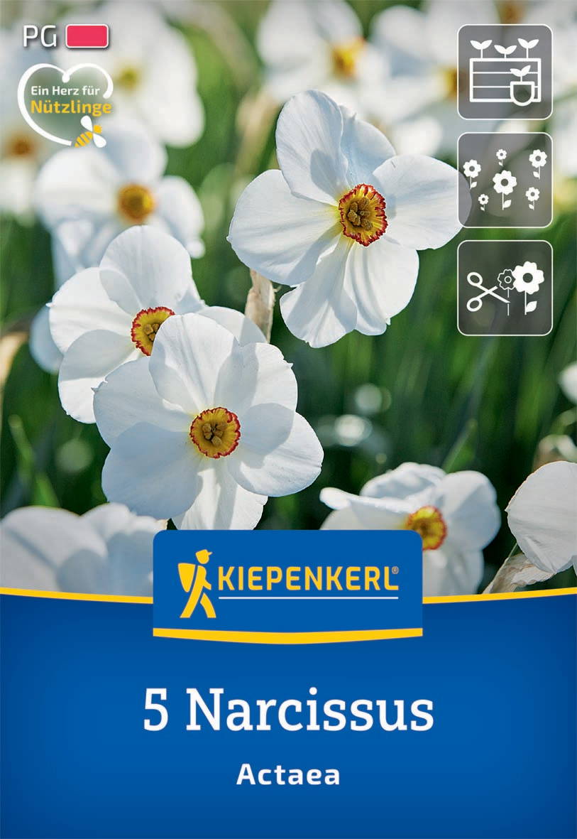 Weiße Narcissus-Blumen mit gelben und roten Mitteln vor grünem Hintergrund, Kiepenkerl-Logo und Produktname.