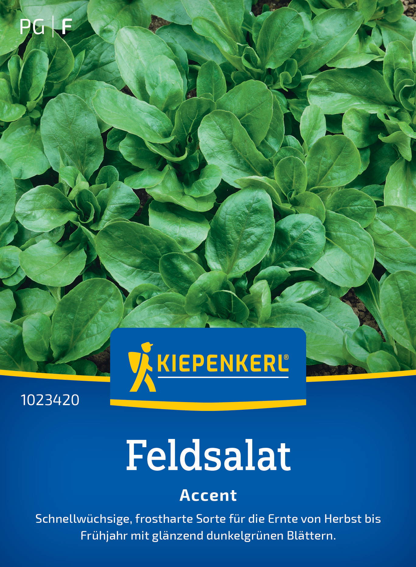 Feldsalatsamen Accent