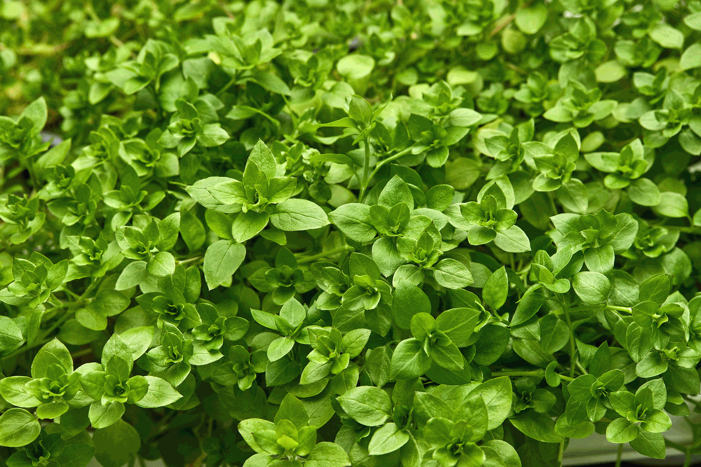 Grüne Kräuterpflanzen mit kleinen, ovalen Blättern, dicht wachsend auf einer Kräutertopf.