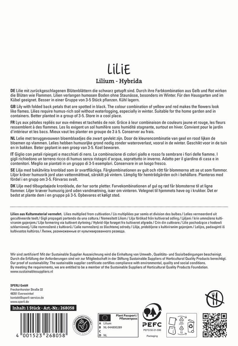 Lilie mit gebogenen Blütenblättern in Gelb und Rot, die wie Flammen aussehen, im dunklen Topf.