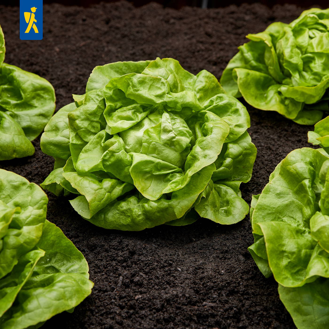 Grüne Kopfsalatpflanzen wachsen auf dunklem Boden in einem Garten.