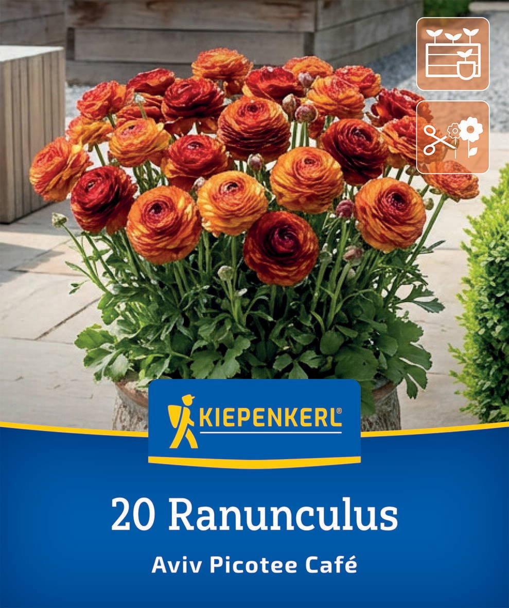 Ranunculus Blüten in orange und rot in einem Topf, Kiepenkerl Packung, 20 Samen.