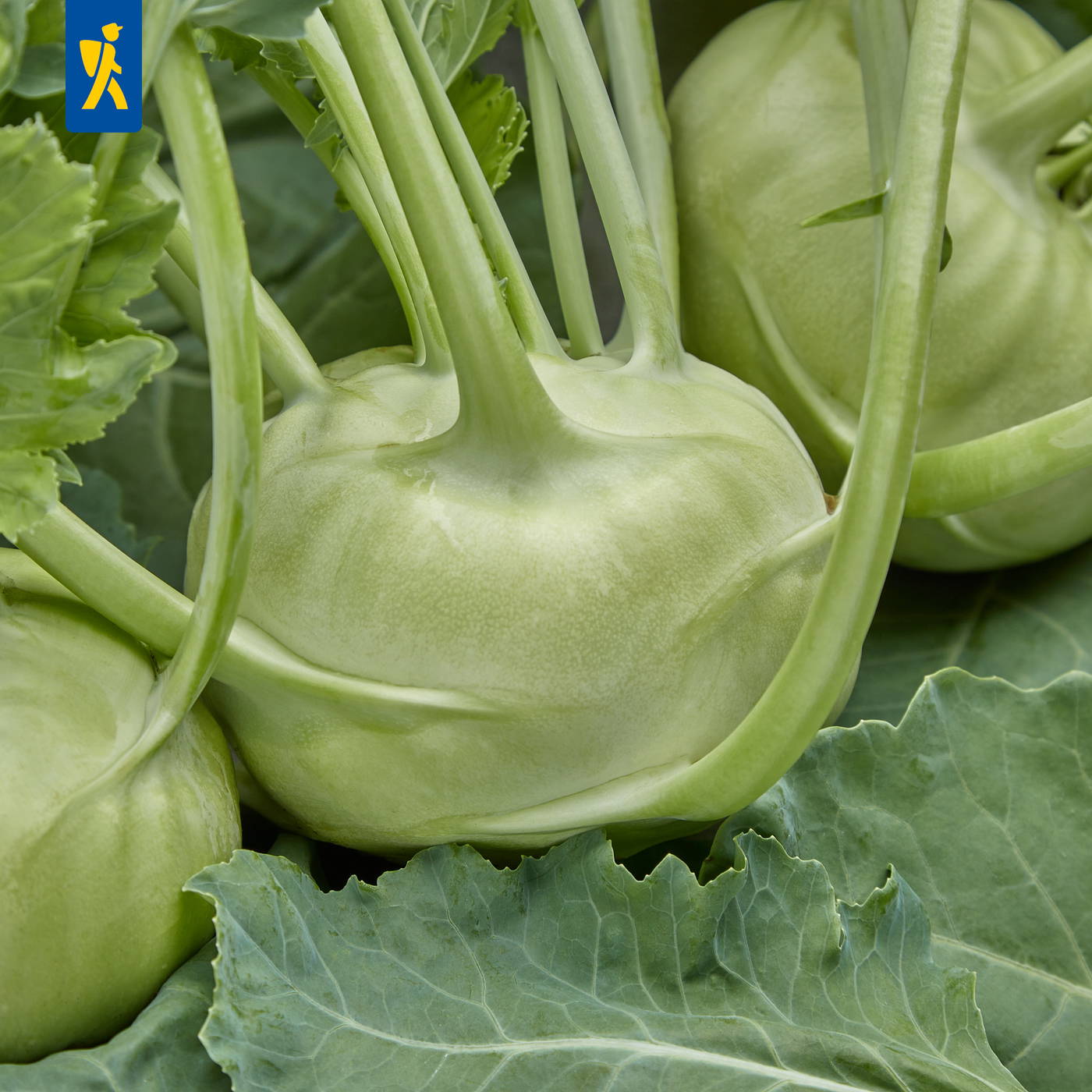 Grüne Kohlköpfe mit langen Stielen und große grüne Blätter.