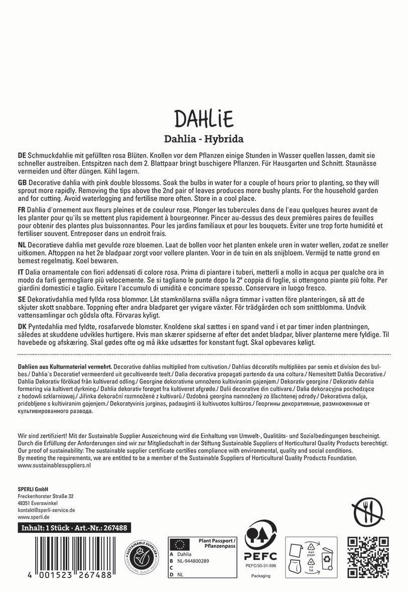 Dekorativer Dahlia mit pinken doppelten Blüten, in Wasser eingeweicht, in Blumentopf, im Garten.