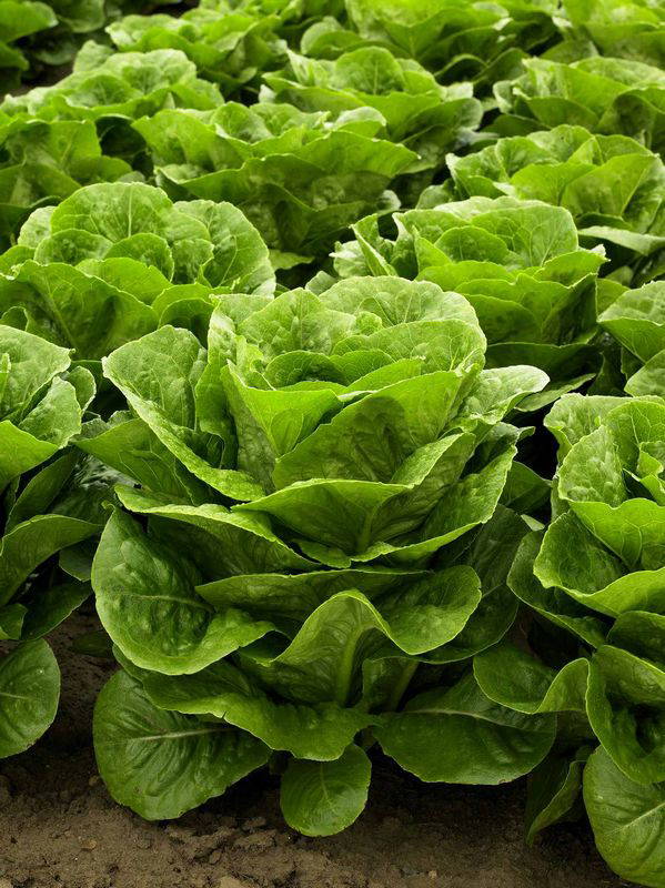 Grüne Salatköpfe in einem Feld, Blick auf die frischen Blätter.