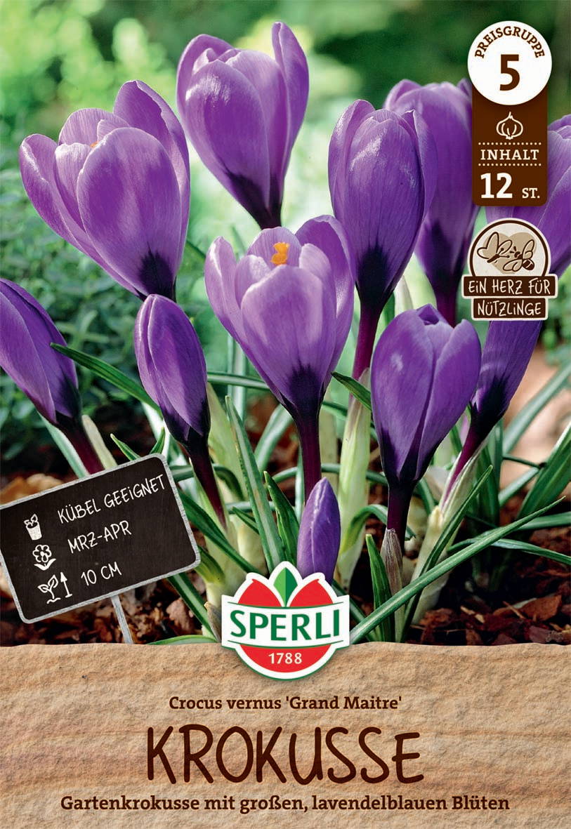 Bunte Krokusse mit lavendelblauen Blüten im Garten, inklusive Pflanzanleitung.