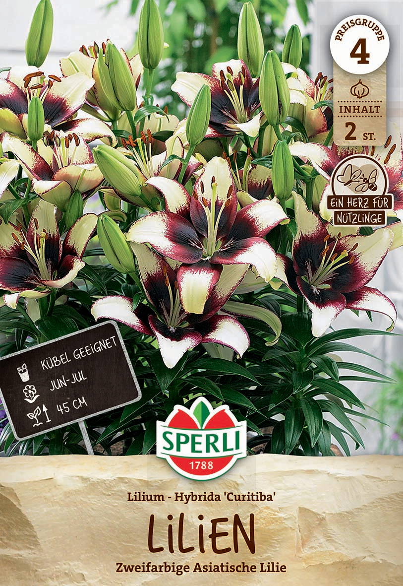 Bunte Lilien mit weißen, roten und dunklen Blüten, viele Knospen, grüne Blätter im Hintergrund.