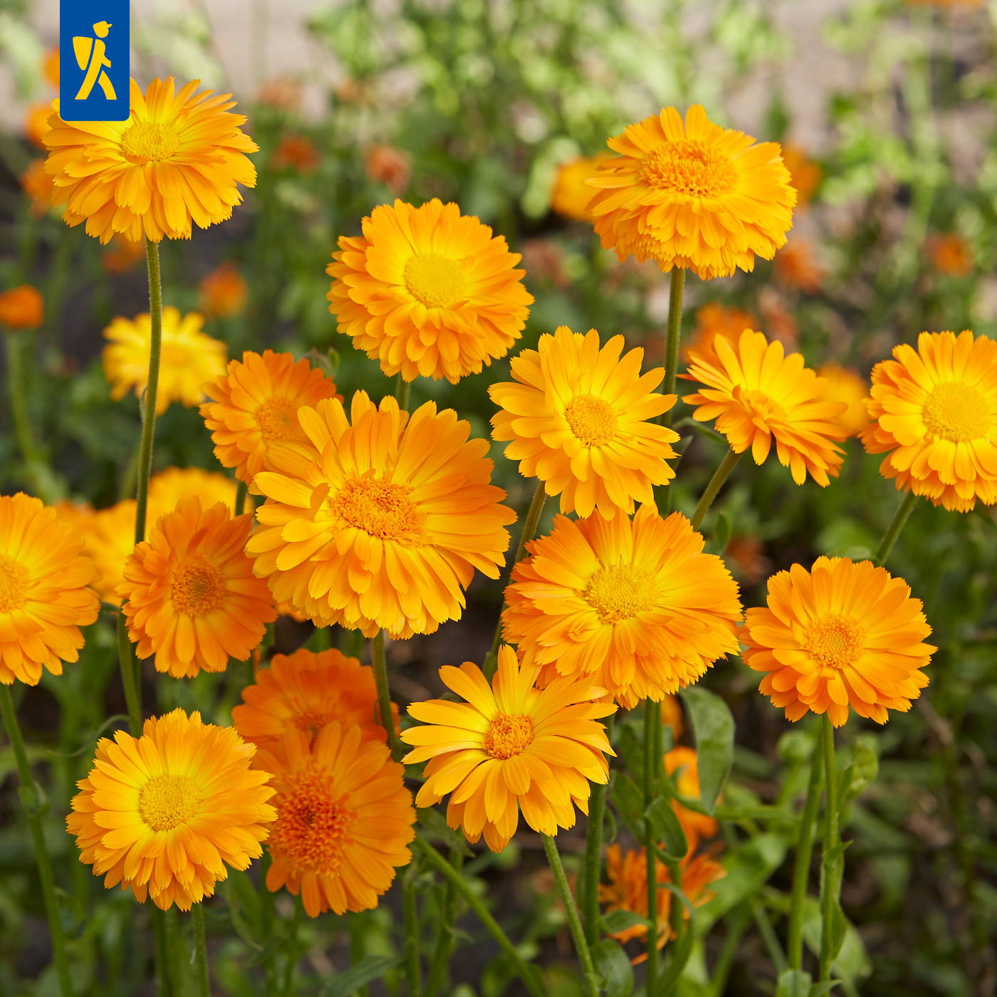 Gelbe, orange-nerdige Blüten mit mehreren Schichten, wachsen auf grünen Stielen in einer Blumenwiese.