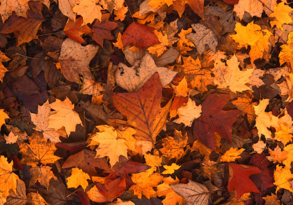 Bunte Herbstblätter in Orange, Rot und Braun auf dem Boden verteilt