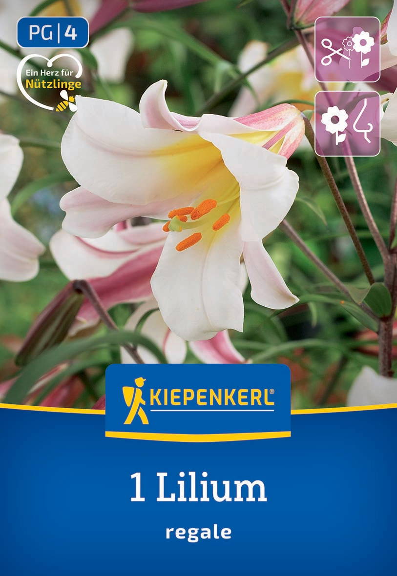 Weiße Lilienblüte mit gelben Staubgefäßen, grüne Blätter im Hintergrund, Verpackung mit KIEPENKERL Label.