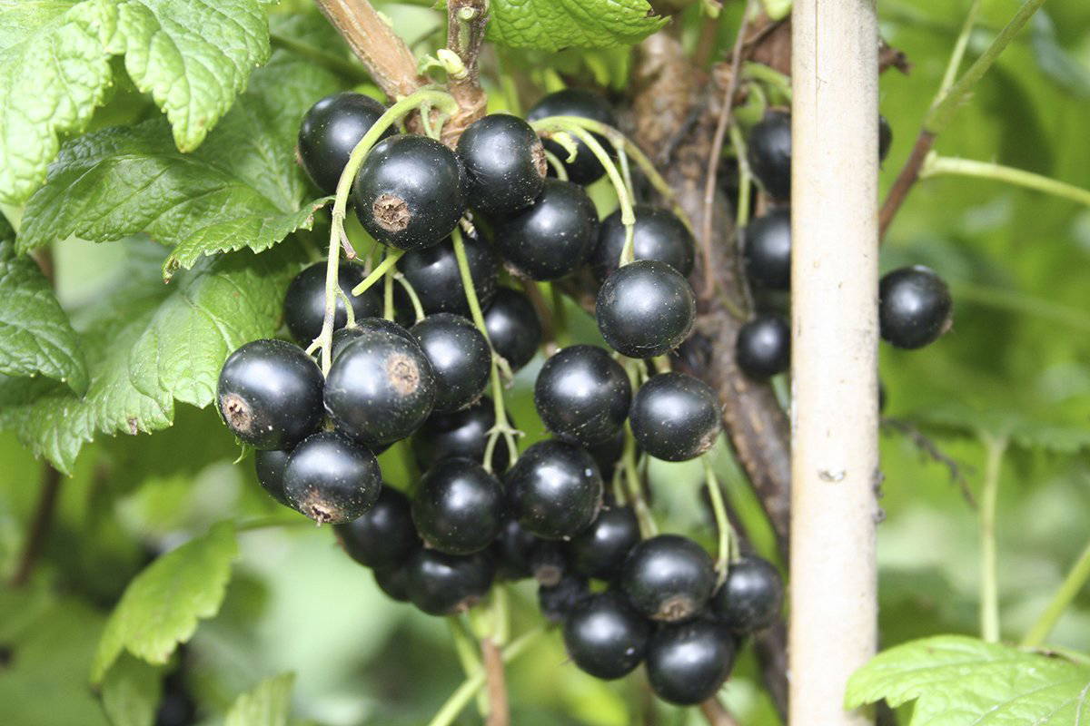 Schwarze Johannisbeeren an einem Zweig mit grünen Blättern.