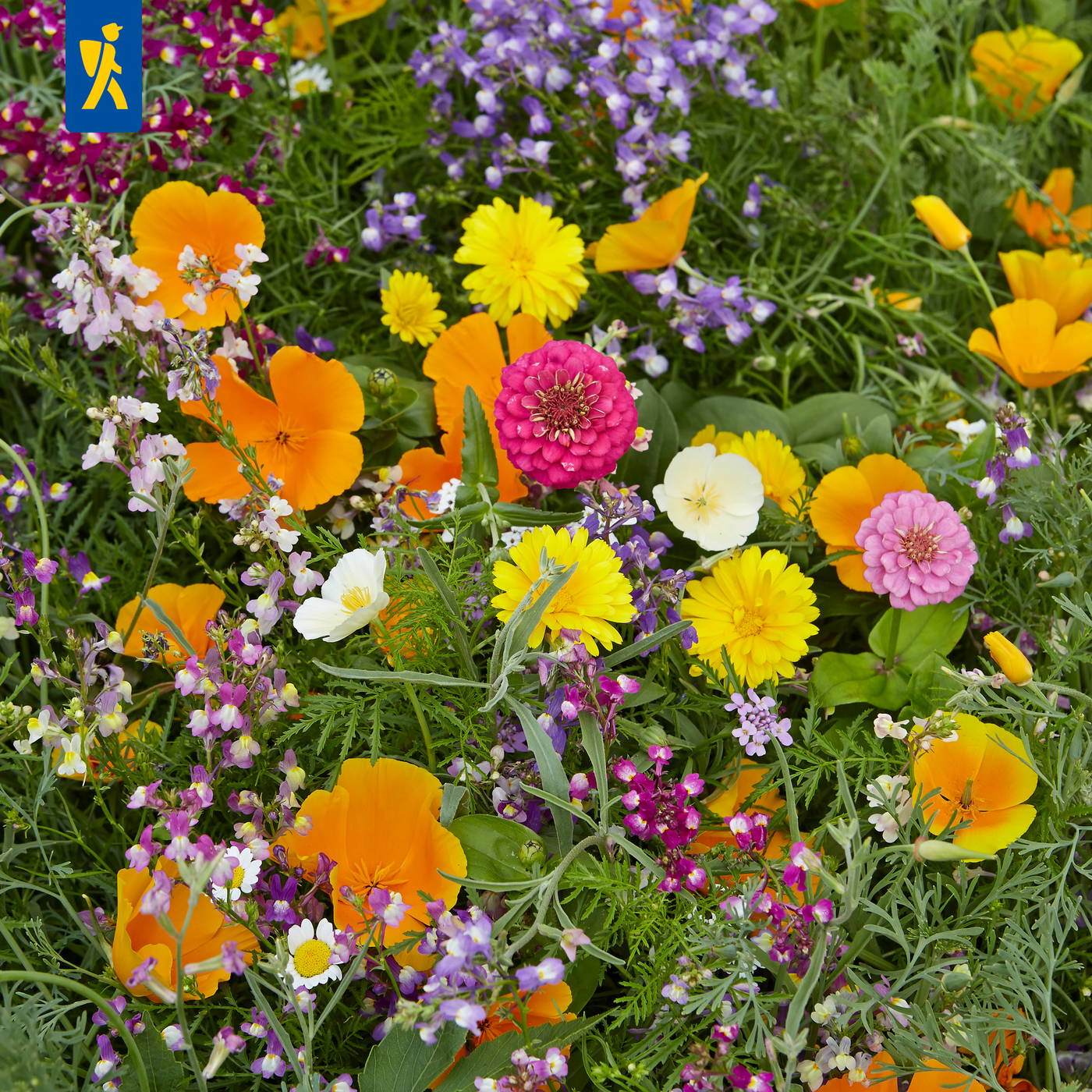 Bunte Blumenwiese mit orange, pink, gelben, weißen und lila Blumen, zahlreiche Blüten und grüne Blätter.