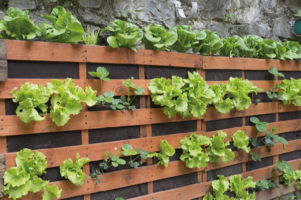 Vertikaler Garten mit grünem Salat und anderen Pflanzen an einer Holzwand befestigt