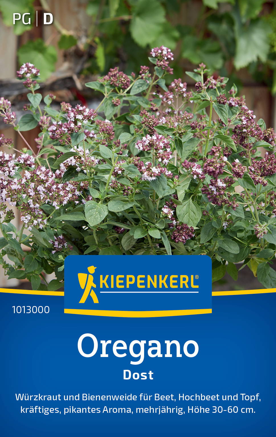 Oregano Pflanze mit kleinen lila-blauen Blüten und grünen Blättern vor Holz und anderen Pflanzen im Hintergrund.