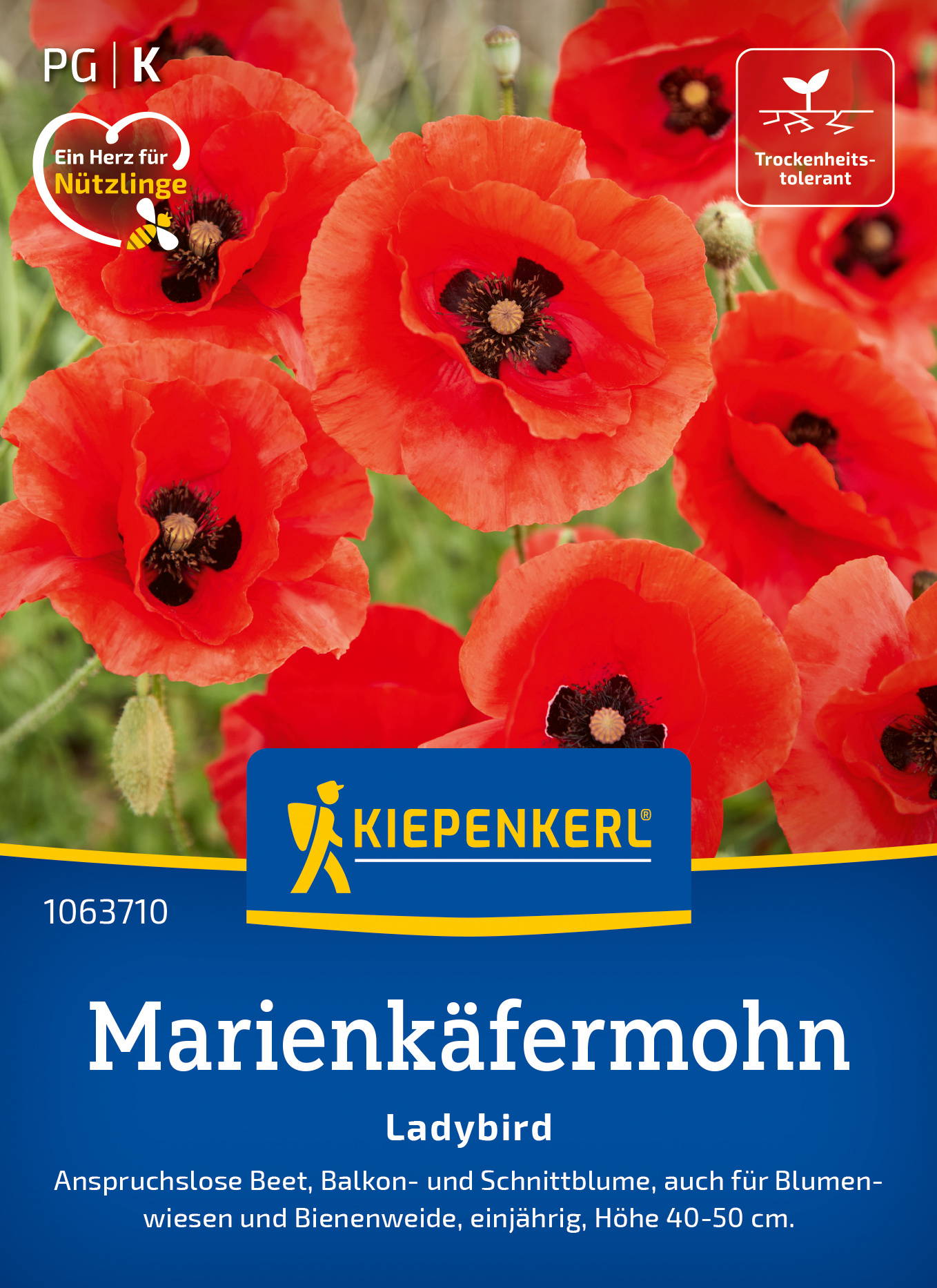 Rot-orange Marienkäfermohn Blumen, mit schwarzen Zentren, gegen grünen Hintergrund.