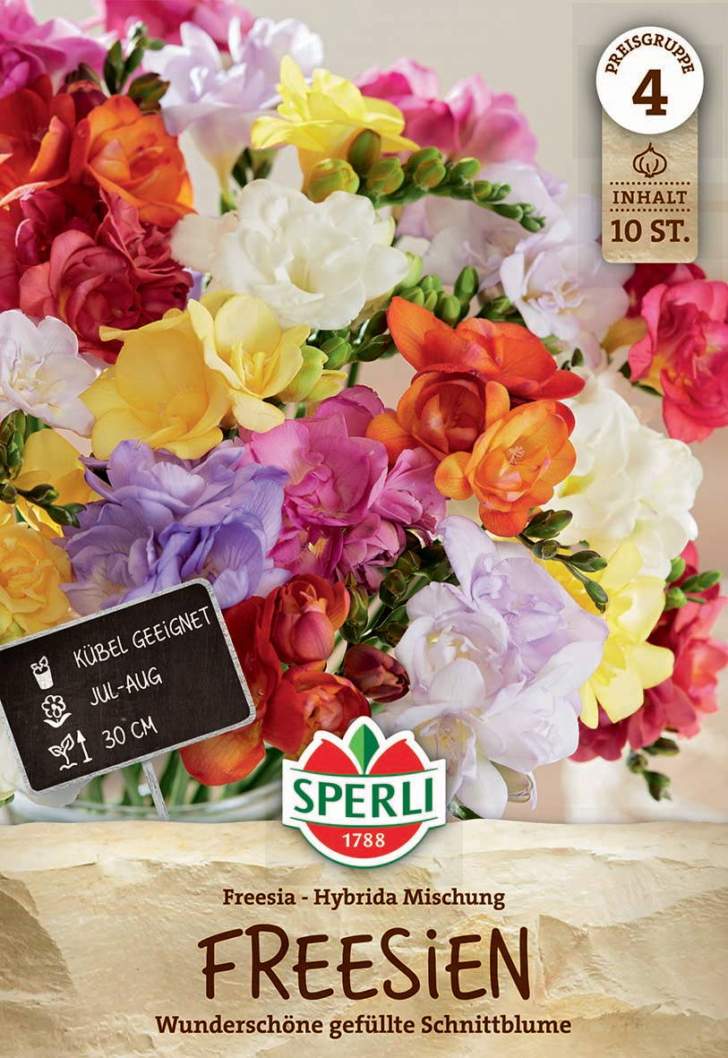 Bunt gefüllte Freesien in weiß, gelb, orange, rosa, lila und rot.