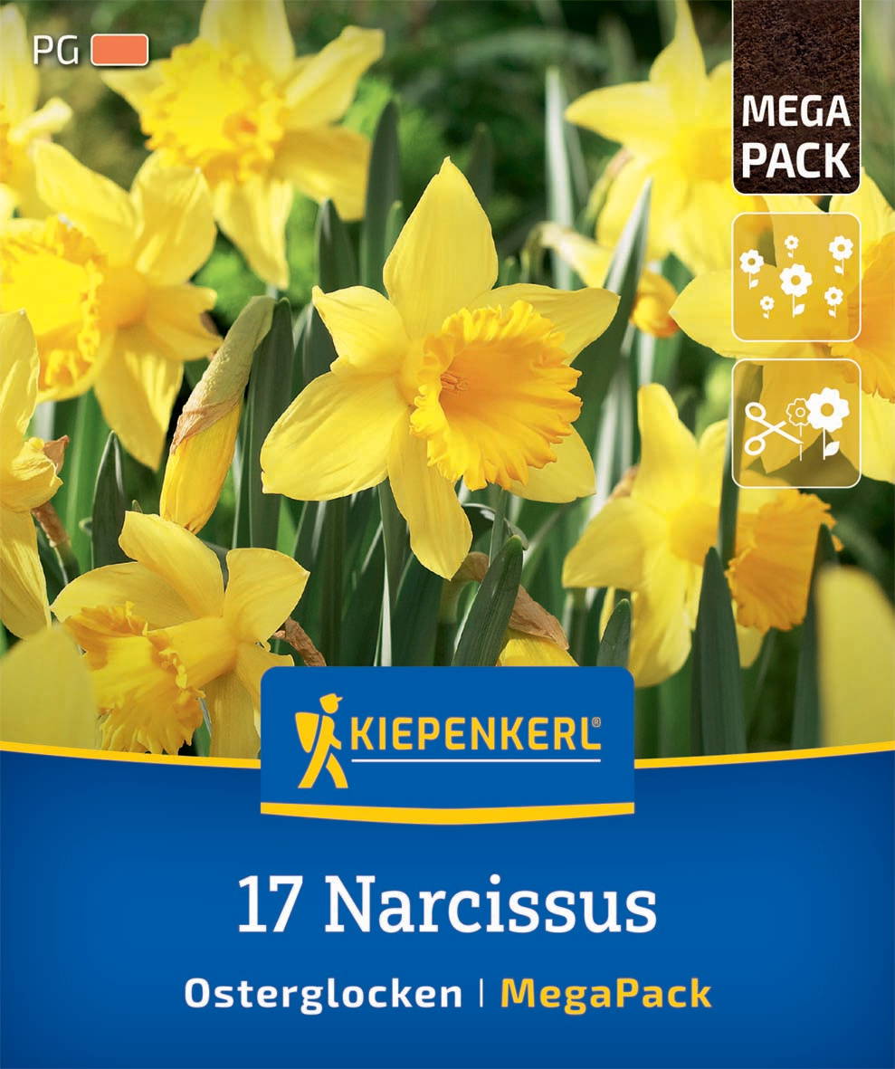 Gelbe Narzissblumen mit grünen Blättern in Blumenpackung.