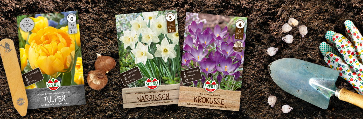 Drei Blumensamenpäckchen Tulpen, Narzissen und Krokusse im Boden, Gartenwerkzeug und Gärtnerhandschuhe.