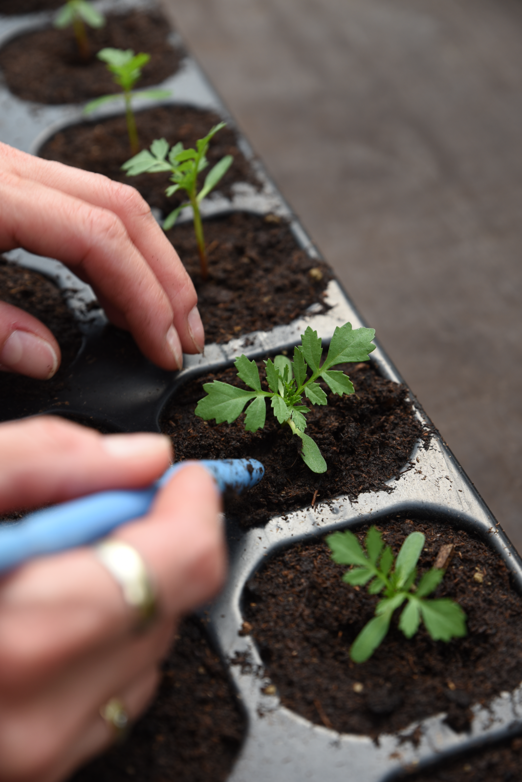 Junge Pflanzen in einem Anzuchttray, Hände pflanzen Setzlinge, dunkle Erde, Fokus auf die Pflanzen.