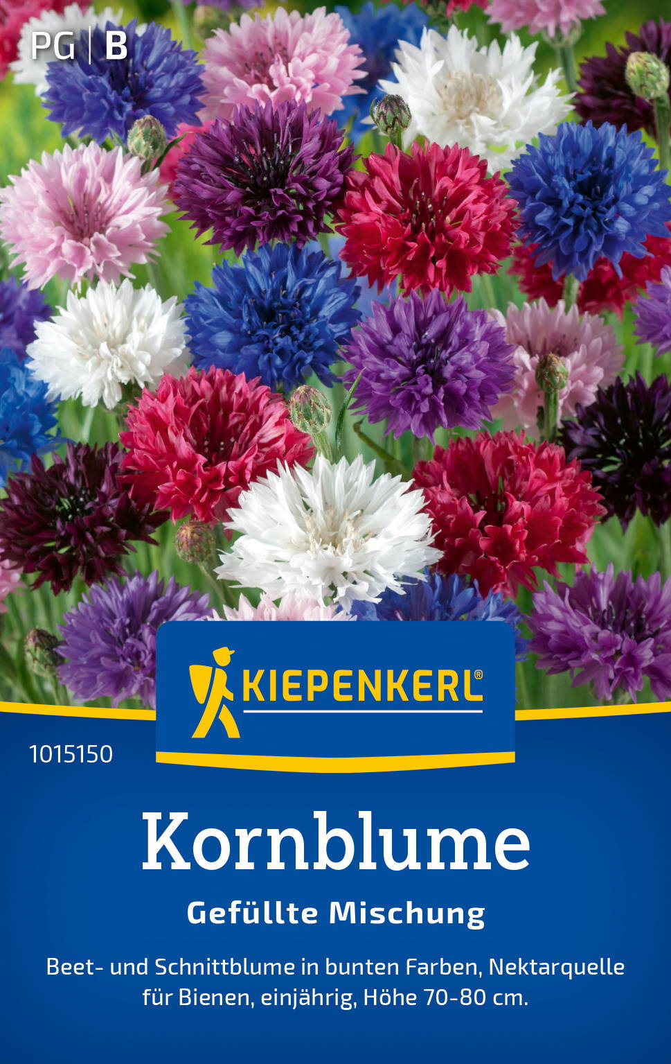 Bunte Kornblumen in verschiedenen Farben, gefüllt, für Bienennahrung, Höhe 70-80 cm