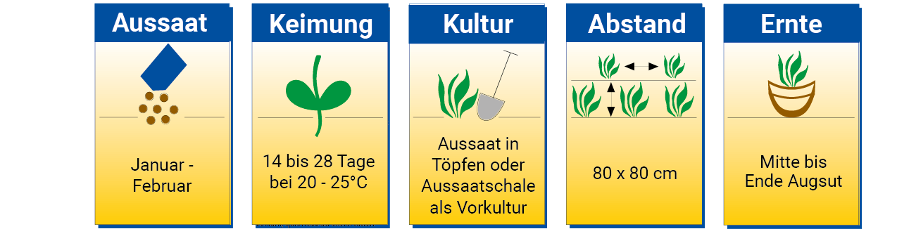 Aussaat zwischen Januar und Februar, Keimung bei 20 bis 25 Grad, Ernte ab Mitte bis Ende August.