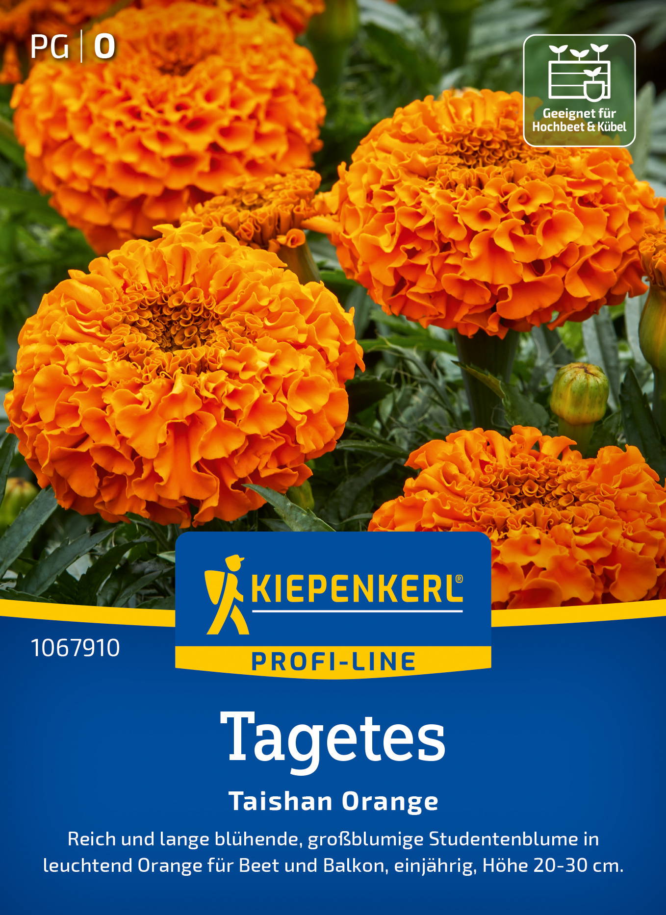 Tagetessamen Taishan Orange, F1
