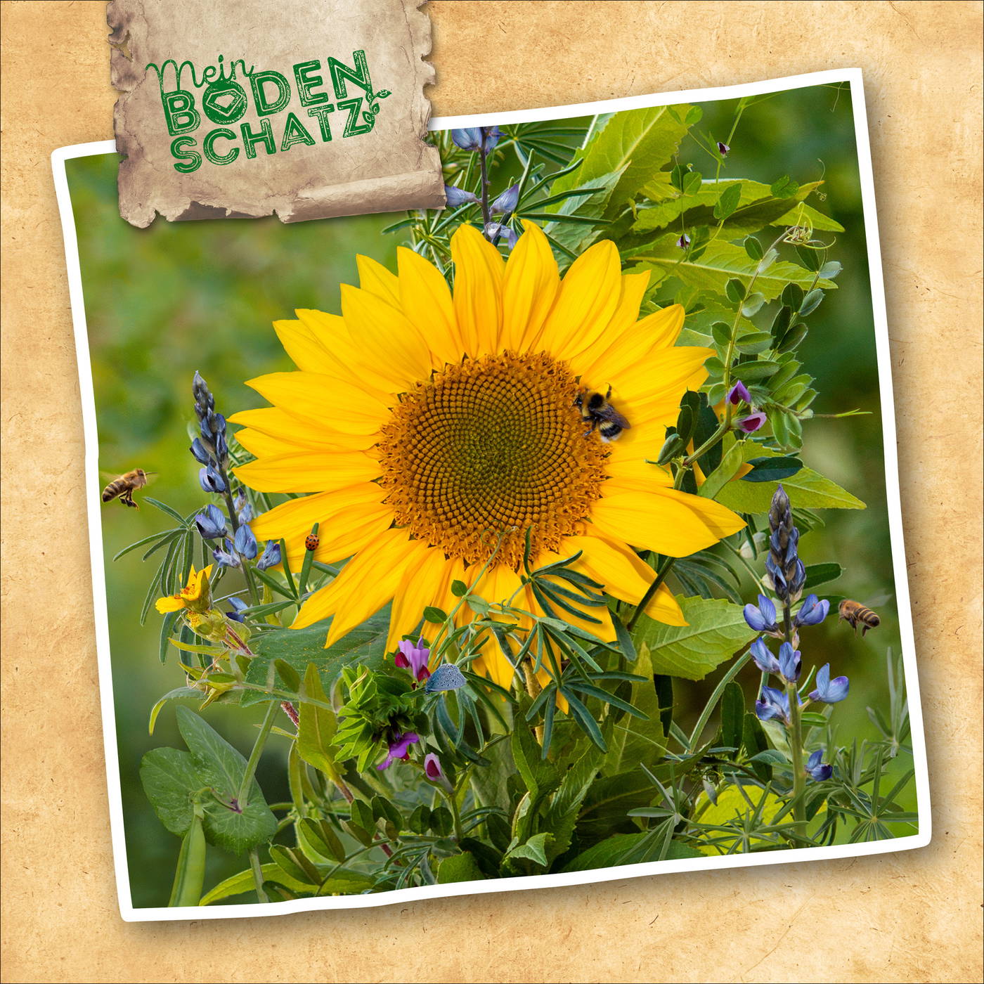 Großer Sonnenblumenblüte mit Biene und weiteren Blumen und grünen Blättern.