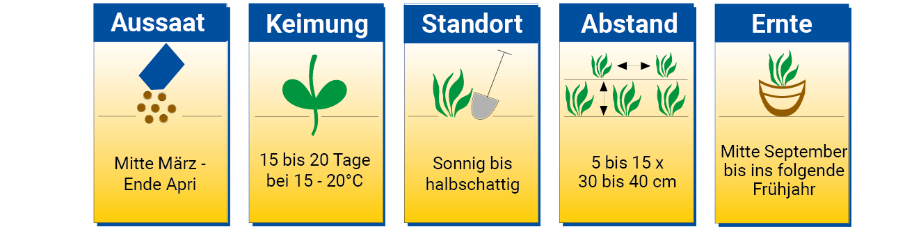 Zeitplan für Aussaat und Pflege von Pflanzen, von März bis zum nächsten Frühling