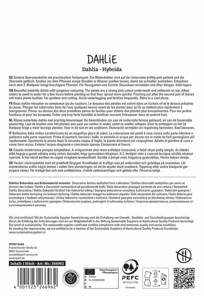 Dahlie, rosa Blütenknospen, grüne Blätter auf weißem Hintergrund.